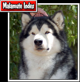 Here you enter in the index of our Malamuts
