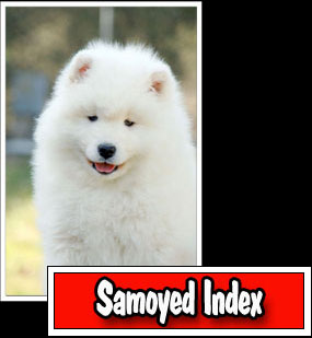 Here you enter in the index of our samoyeds