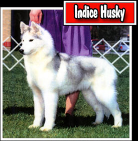 Here you enter in the index of our Husky Siberians